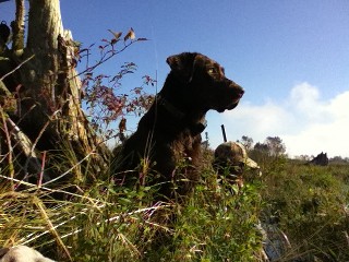 This Retriever is from the Oregon Hunting Retriever Club.  A champion in the field and an excellent bird dog.