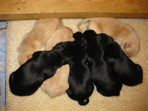 Yellow and black labrador pile of puppies