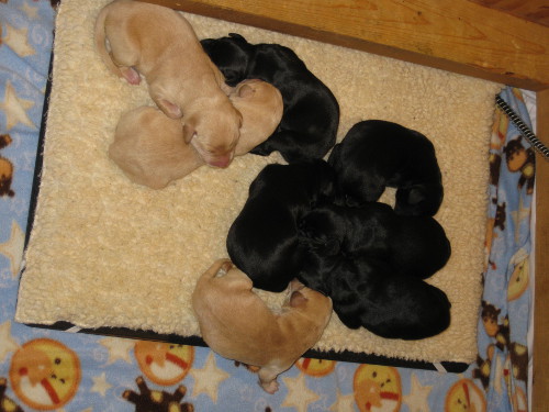 black and yellow labrador puppies on warmer