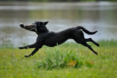 Black labrador retriever running with a duck in her mouth