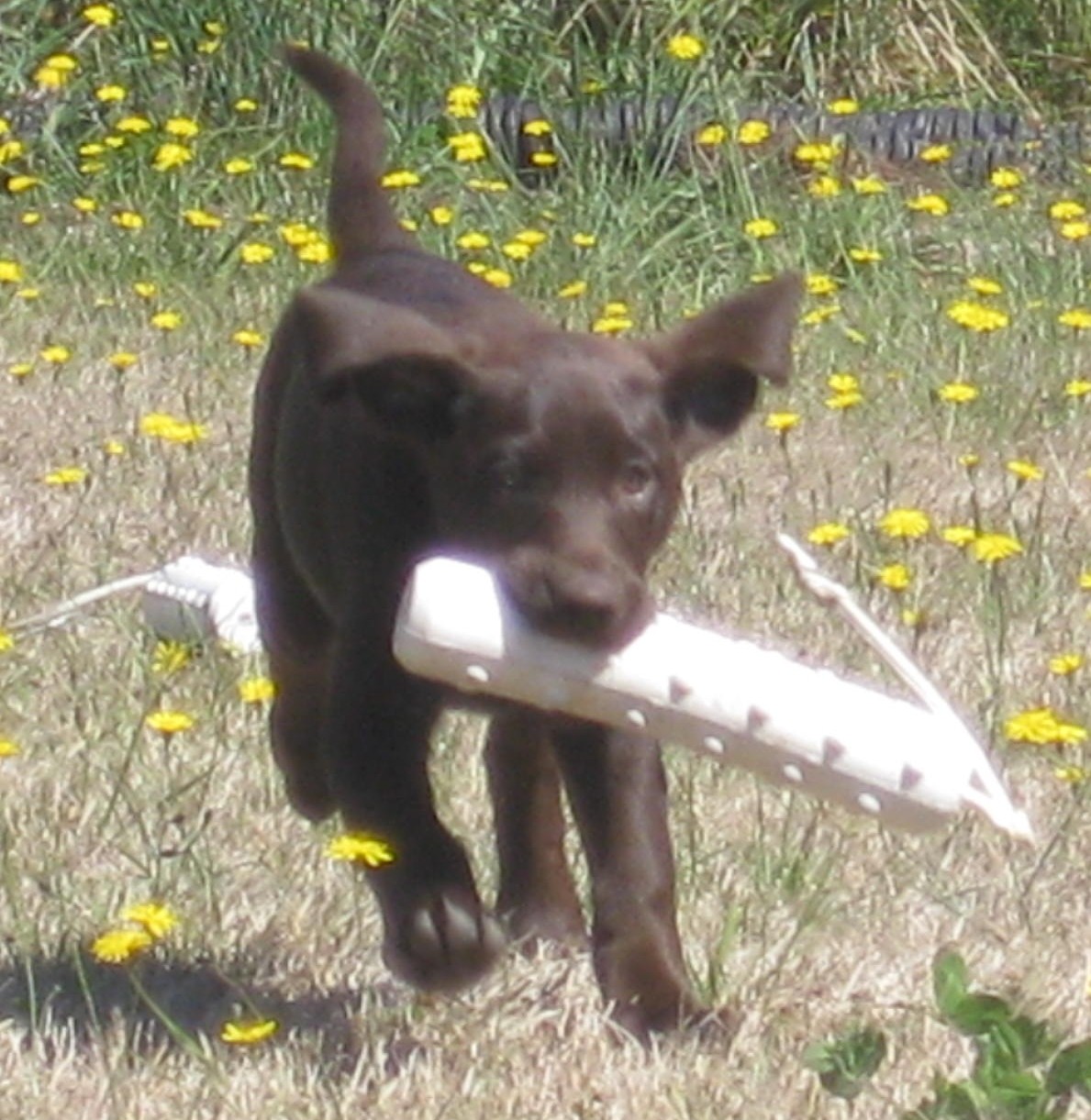 chcolate labrador puppy retrieveing a puppy bumper