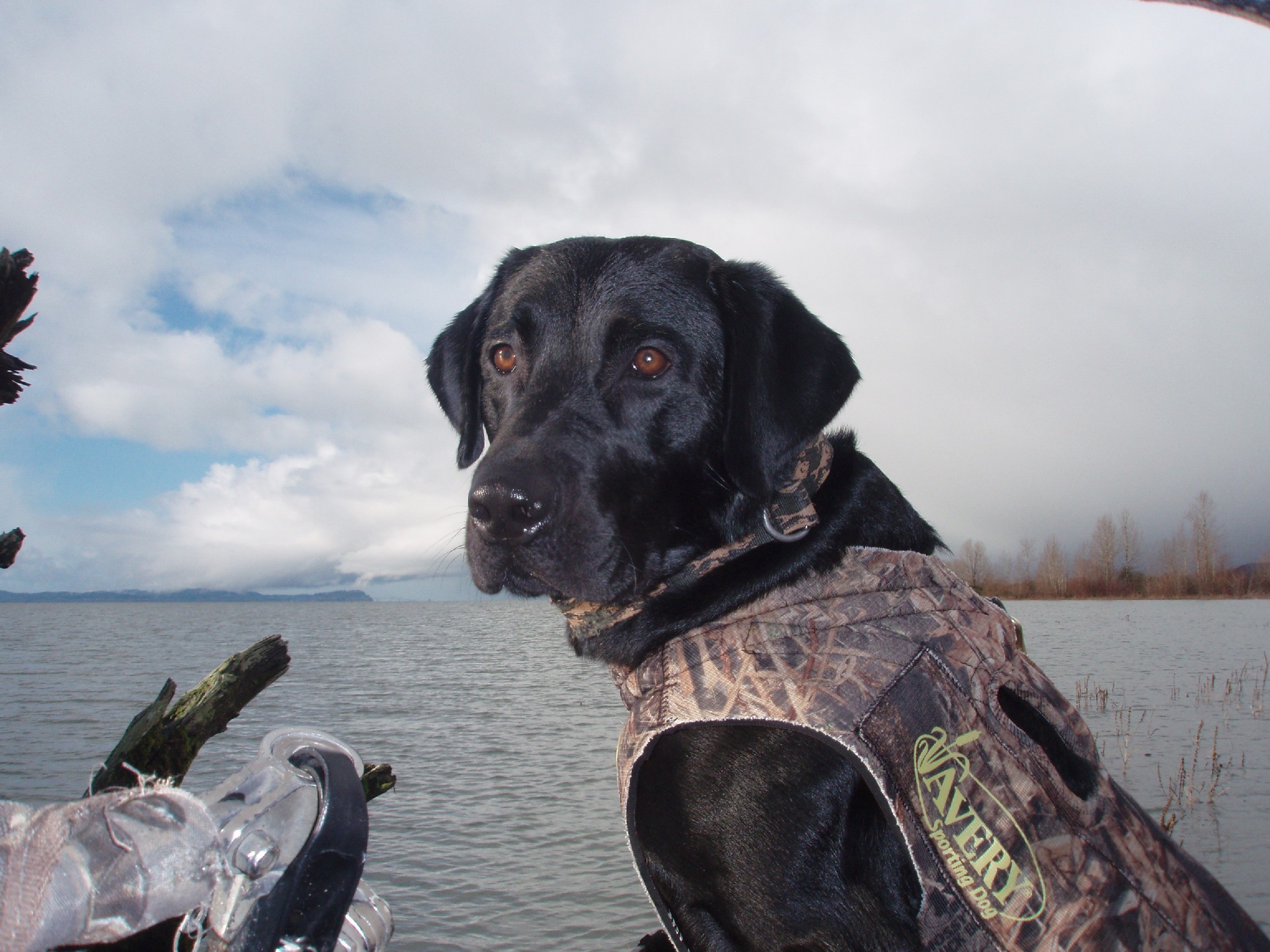 Retriever training in Portland is done by Adrienne Hardin, owner of rogue retrievers.