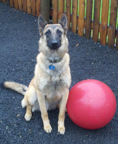 Conformation Belgian Malinois sitting 