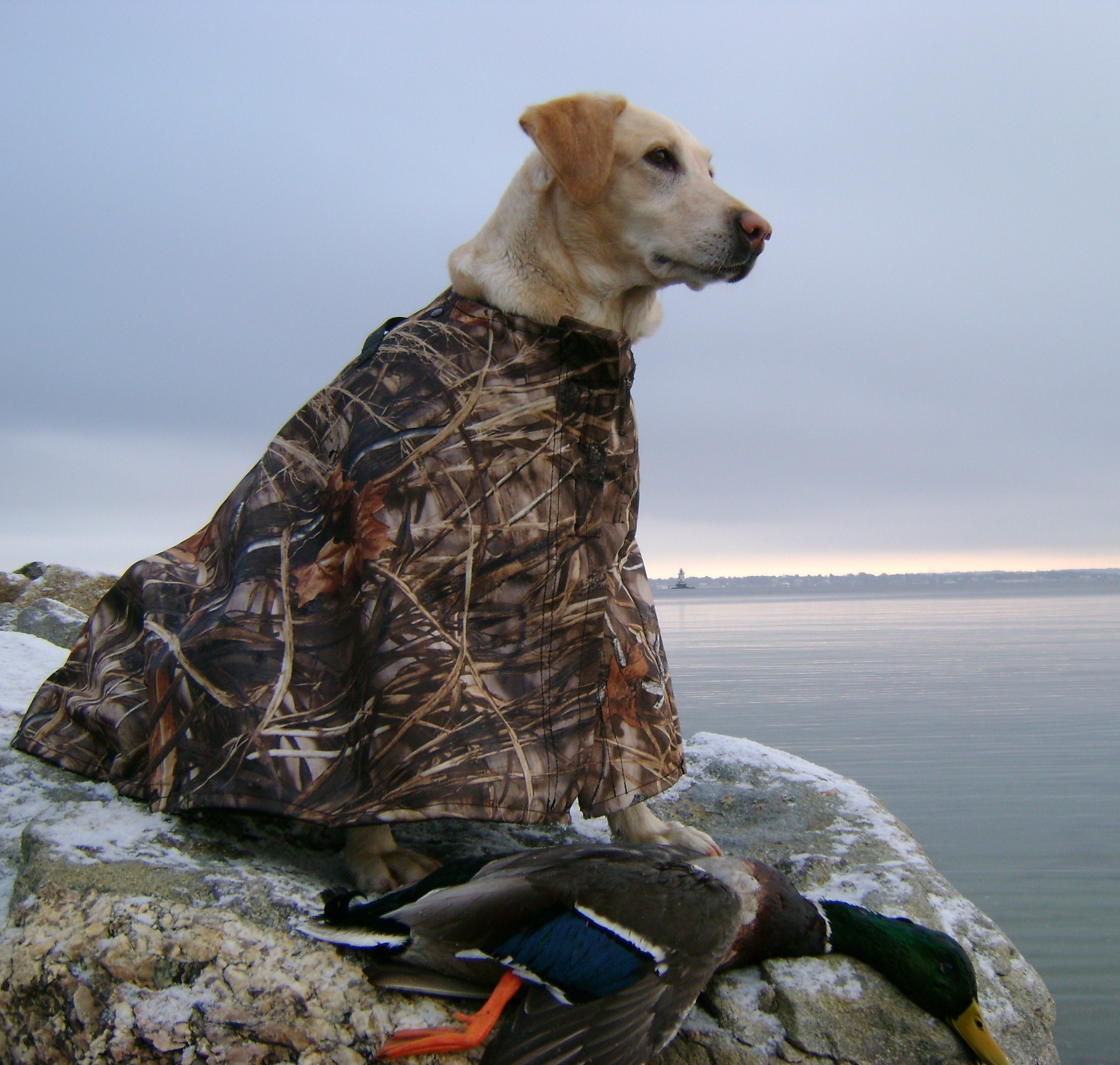 Yellow Labrador with S.U,G,A.R. coat on