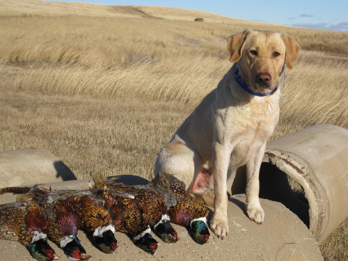 Yellow Pointing Labrador with phesants.