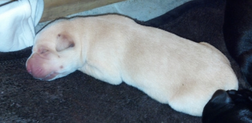 yellow labrador puppy