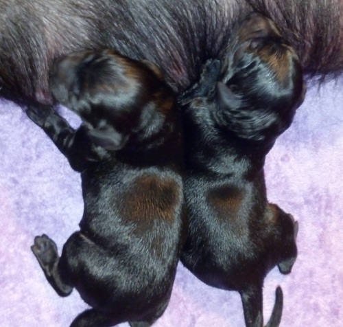 Two black labrador puppies